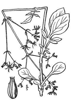 http://plants.usda.gov/java/largeImage?imageID=vase2_001_avd.tif