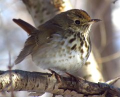 http://commons.wikimedia.org/wiki/File:Hermit_Thrush_in_winter.jpg