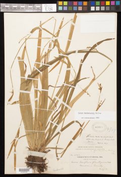 http://collections.mnh.si.edu/search/botany/?irn=11060005