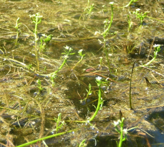 Water Howellia (Howellia aquatilis)