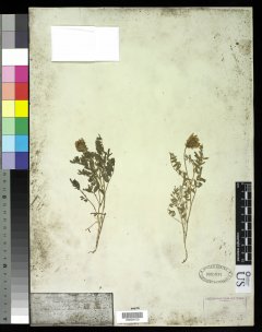 http://collections.mnh.si.edu/services/media.php?env=botany&irn=10213098