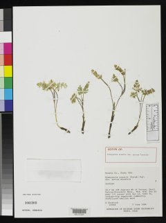 http://collections.mnh.si.edu/search/botany/?irn=2076184
