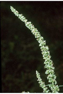 http://plants.usda.gov/gallery/large/amru_001_lvp.jpg