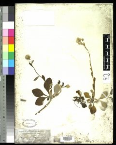 http://collections.mnh.si.edu/services/media.php?env=botany&irn=10215534