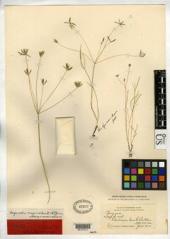 http://collections.mnh.si.edu/search/botany/?irn=10077945