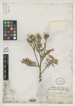 http://collections.mnh.si.edu/search/botany/?irn=2077150