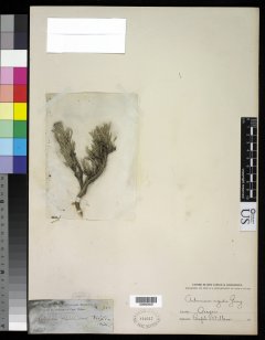 http://collections.mnh.si.edu/services/media.php?env=botany&irn=10215677