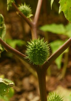 http://www.zimbabweflora.co.zw/speciesdata/images/15/150830-4.jpg