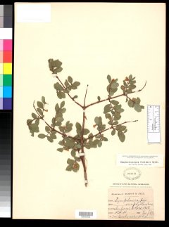 http://collections.mnh.si.edu/search/botany/?irn=2017925