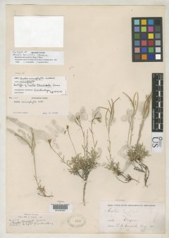 http://collections.mnh.si.edu/services/media.php?env=botany&irn=10081788