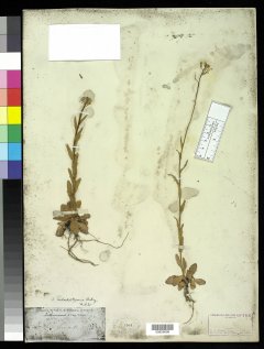 http://collections.mnh.si.edu/search/botany/?irn=2875625