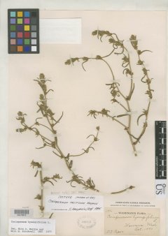 http://collections.mnh.si.edu/search/botany/?irn=2119701