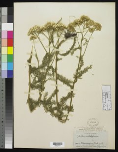 http://collections.mnh.si.edu/search/botany/?irn=10175848