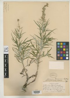 http://collections.mnh.si.edu/services/media.php?env=botany&irn=10126488