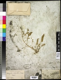http://collections.mnh.si.edu/search/botany/?irn=10593293