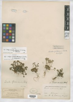 http://collections.mnh.si.edu/search/botany/?irn=10085984