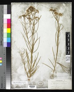 http://collections.mnh.si.edu/services/media.php?env=botany&irn=10163163
