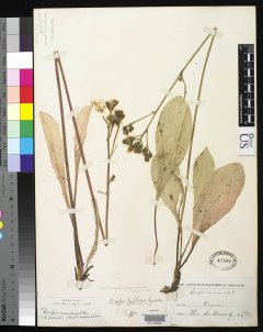 http://collections.mnh.si.edu/search/botany/?irn=2129243