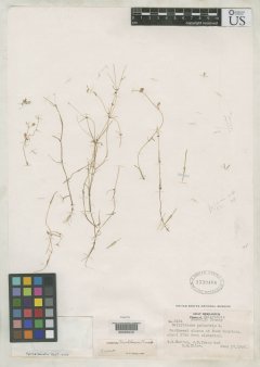 http://collections.mnh.si.edu/services/media.php?env=botany&irn=10118495