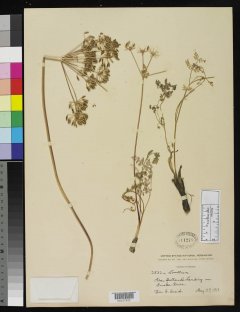 http://collections.mnh.si.edu/search/botany/?irn=2109491