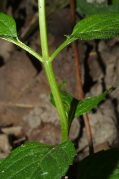 http://bioimages.vanderbilt.edu/gq/baskauf/gmepi--st37491.jpg