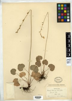 http://collections.mnh.si.edu/search/botany/?irn=10114474