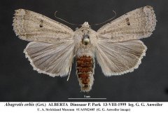 http://www.museums.ualberta.ca/dig/search/ent/searching_species_details.php?s=3709