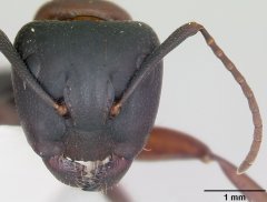 http://www.antweb.org/description.do?genus=camponotus&name=novaeboracensis&rank=species