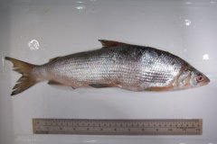 http://images.marinespecies.org/resized/38964_coregonus-clupeaformis---lake-whitefish.jpg