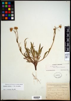 http://collections.mnh.si.edu/search/botany/?irn=10799338