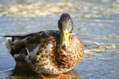 https://commons.wikimedia.org/wiki/File:Duck_Close_up.jpg