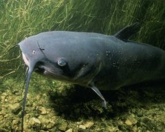 http://animaldiversity.ummz.umich.edu/site/resources/usfws/channelcatfish2.jpg/medium.jpg