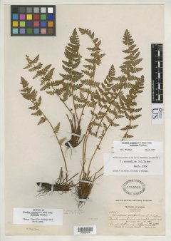 http://collections.mnh.si.edu/search/botany/?irn=10081695