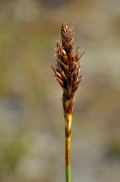 http://www.biopix.com/false-sedge-kobresia-simpliciuscula_photo-94411.aspx