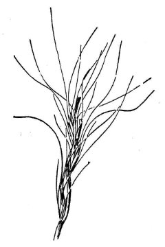 http://plants.usda.gov/java/largeImage?imageID=agsa2_001_avd.tif