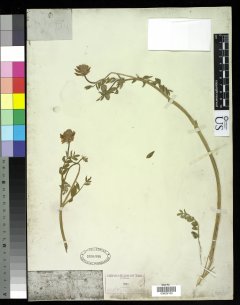 http://collections.mnh.si.edu/services/media.php?env=botany&irn=10213007