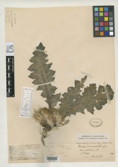 http://collections.mnh.si.edu/search/botany/?irn=2131491