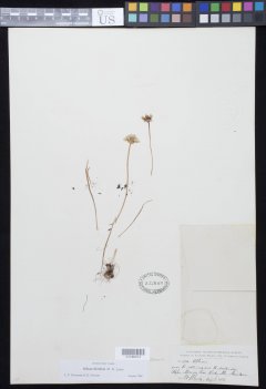 http://collections.mnh.si.edu/search/botany/?irn=10958134