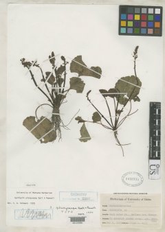 http://collections.mnh.si.edu/search/botany/?irn=2091917