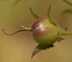 http://www.bioimages.org.uk/vfg/MWSt/NikonD100+T90/2004/04-07/04-07-10/04G10K_F.jpg