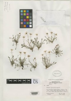 http://collections.mnh.si.edu/search/botany/?irn=2163430