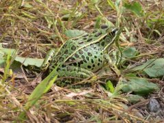 http://animaldiversity.ummz.umich.edu/site/resources/tanya_dewey/leopardfrog3.jpg/medium.jpg