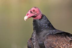 http://commons.wikimedia.org/wiki/File:Turkey_Vulture_Portrait.jpg