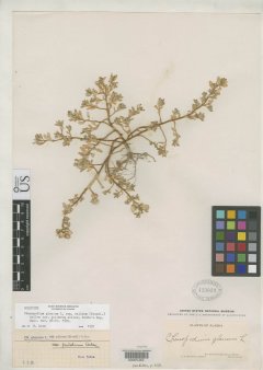 http://collections.mnh.si.edu/services/media.php?env=botany&irn=10056047