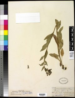 http://collections.mnh.si.edu/search/botany/?irn=10589559