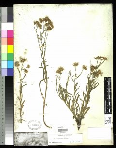 http://collections.mnh.si.edu/services/media.php?env=botany&irn=10215502