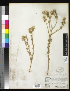 http://collections.mnh.si.edu/search/botany/?irn=10145666