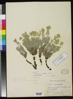http://collections.mnh.si.edu/search/botany/?irn=2137001