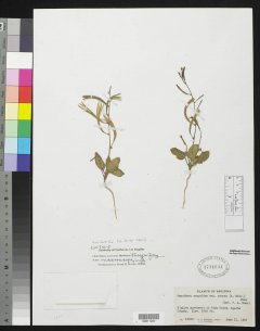 http://collections.mnh.si.edu/services/media.php?env=botany&irn=10135918