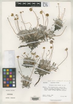 http://collections.mnh.si.edu/search/botany/?irn=2075998